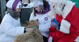 Калужские школьники сделали новогодний подарок собакам
